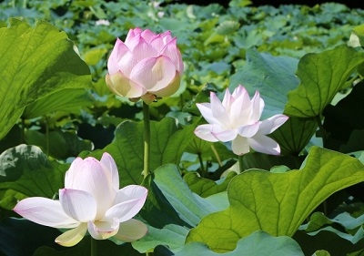 三つの蓮の花が咲く池